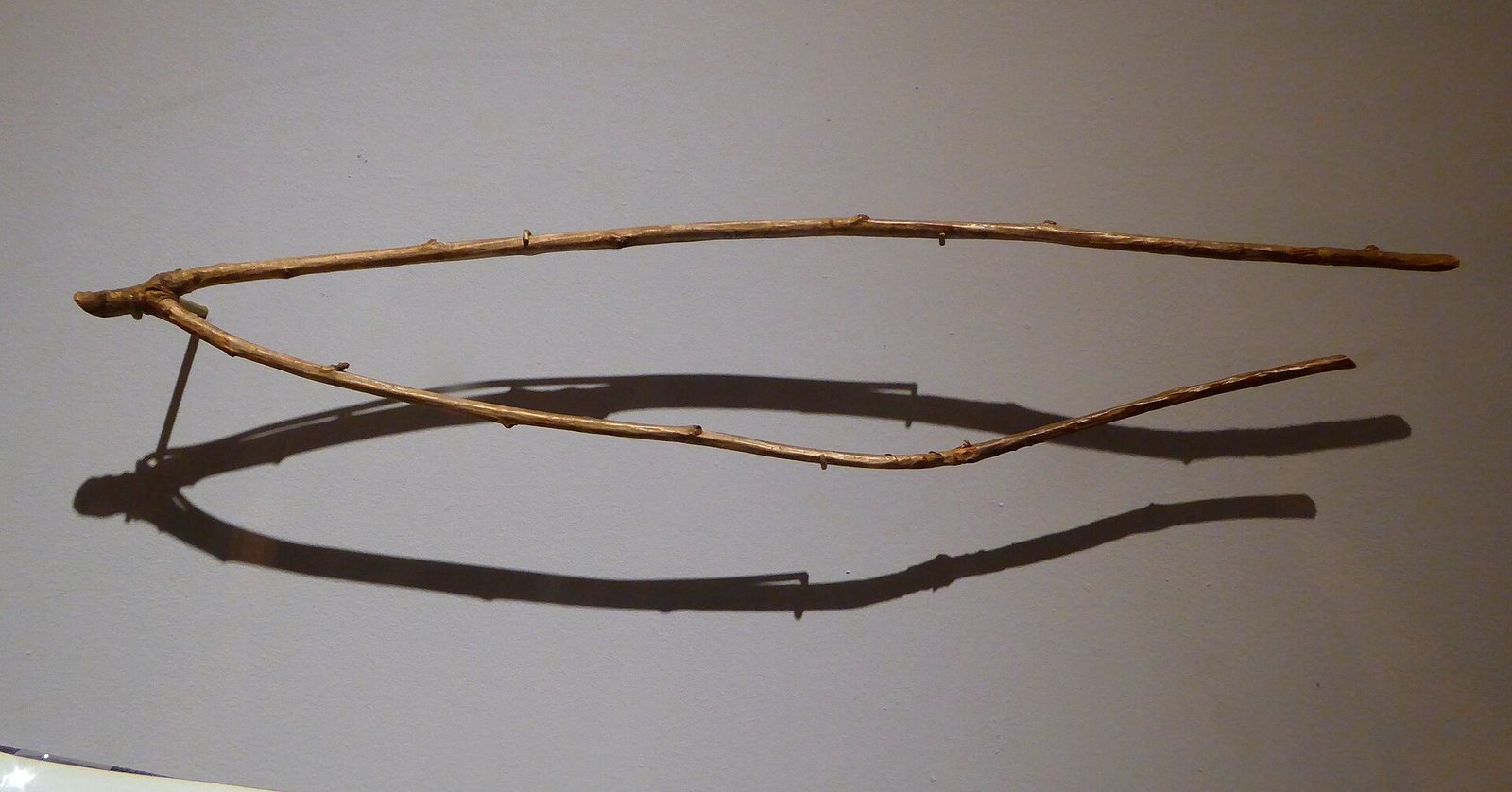 Baguette fourchue en bois de noisetier conservée dans un musée, l'outil traditionnel du sourcier